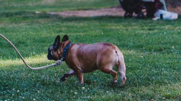 Bien-être de vos bovins : pourquoi consulter un ostéopathe à Pau ?