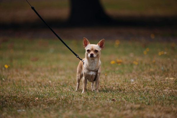 Pourquoi les mammifères marins se regroupent-ils en pods et quelle est l'importance de cette structure sociale?
