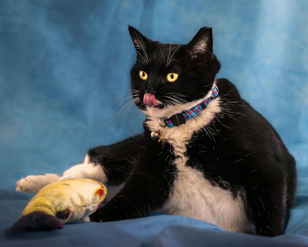 Le rôle des bénévoles face à l'abandon de chats