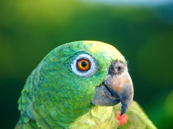 Quelle est l'importance de la stimulation mentale pour le bien-être de votre chat ?